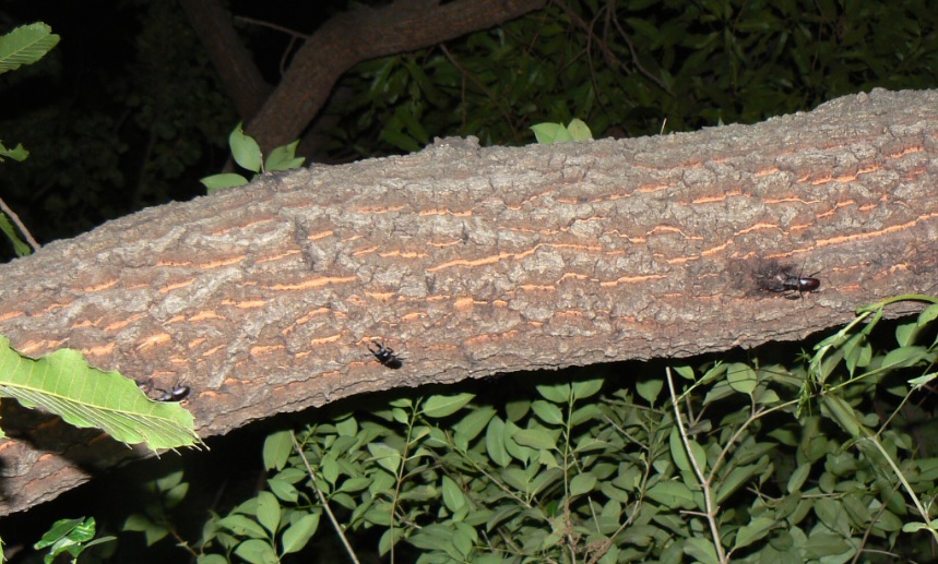 団地前のクヌギ_頭上の枝 ノコギリクワガタ1♂コクワガタ2♂ 2021年5月31日19時55分頃 気温22度